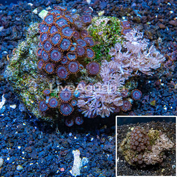 Pom Pom Xenia and Zoanthus Combo Rock Vietnam