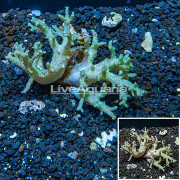 Sinularia Leather Coral Vietnam