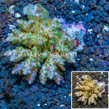 Acropora Coral Fiji