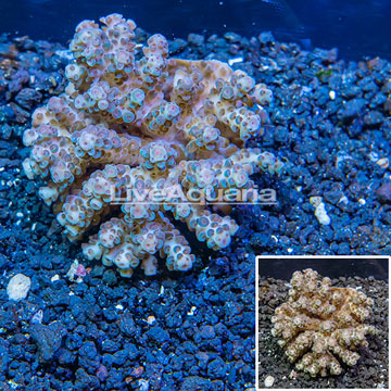 Acropora Coral Fiji