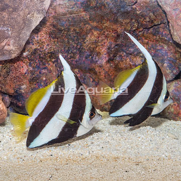  Bannerfish, Pair