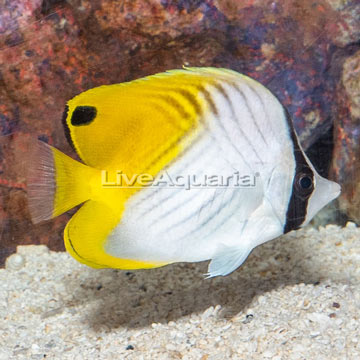 Auriga Butterflyfish 