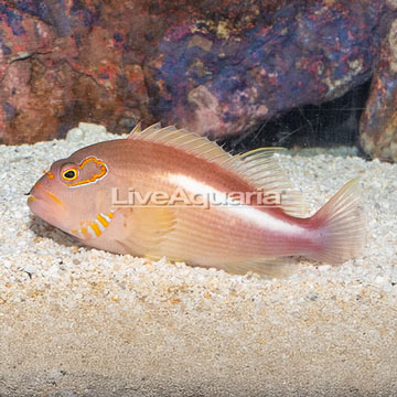 Arc-eye Hawkfish 