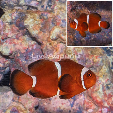 Gold Stripe Maroon Clownfish