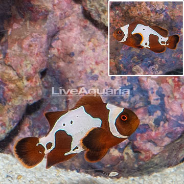 Lightning Maroon Clownfish