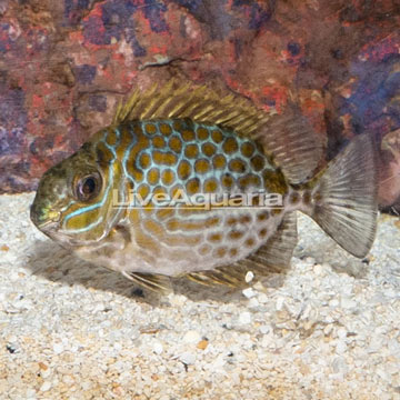 Gold Spotted Rabbitfish