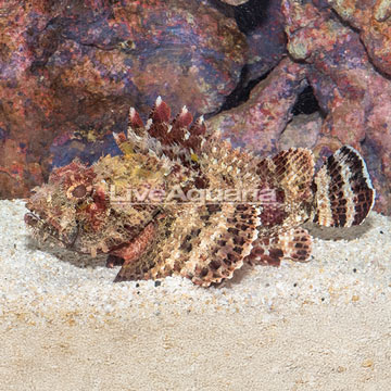  Scorpion Fish