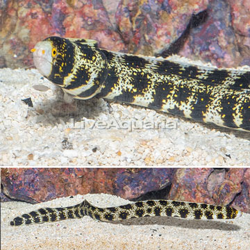 Snowflake Eel 