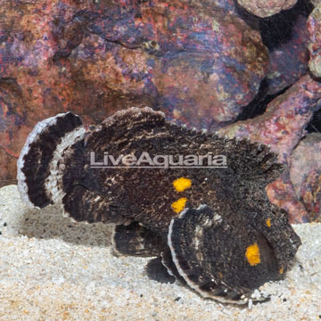 Reef Stonefish