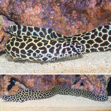 Tessalata Eel