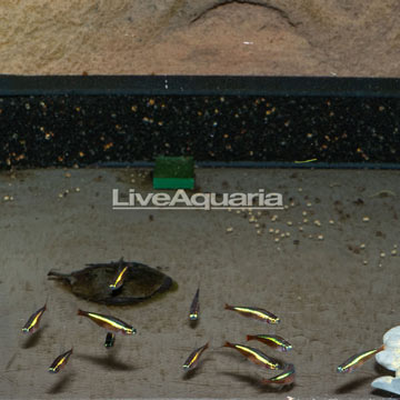 Cardinal Tetra (Group of 12) EXPERT ONLY