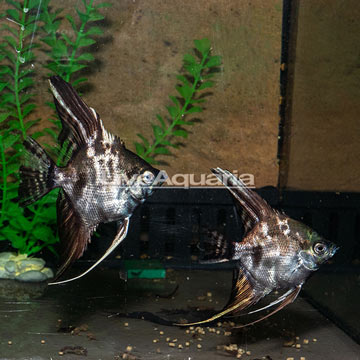 Black Marble Angelfish, pair