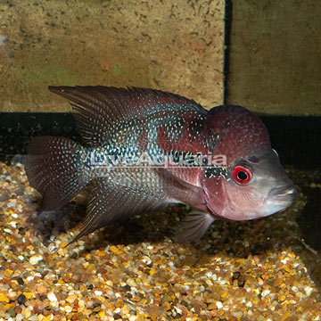 Flowerhorn Cichlid