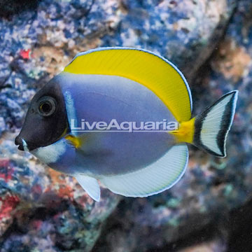 Powder Blue Tang 