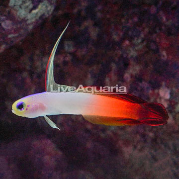 Firefish Goby 