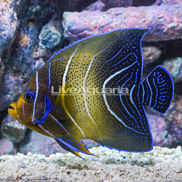 Koran Angelfish