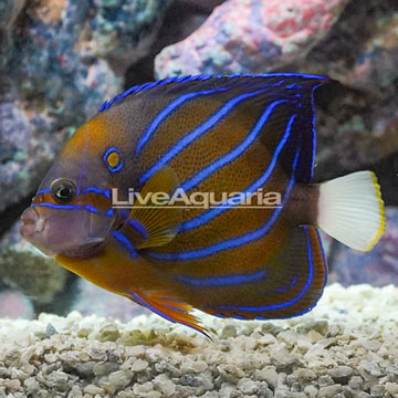 Annularis Angelfish