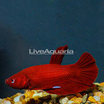 Red Halfmoon Plakat Betta