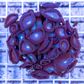 Protopalythoa Coral Indonesia