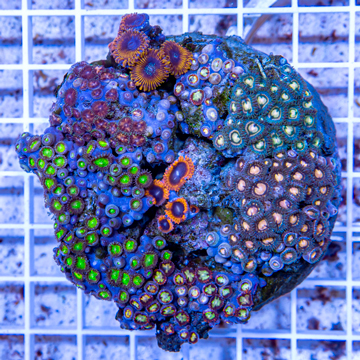 Zoanthus Coral Indonesia