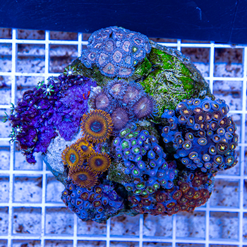 Zoanthus Coral Indonesia