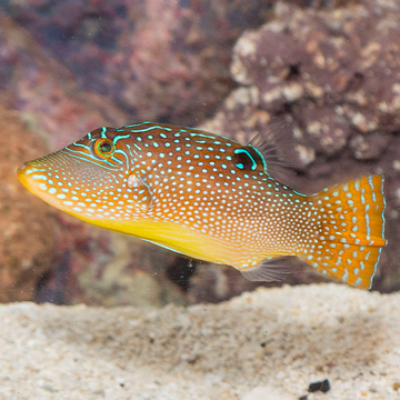 Blue Spotted Toby Puffer