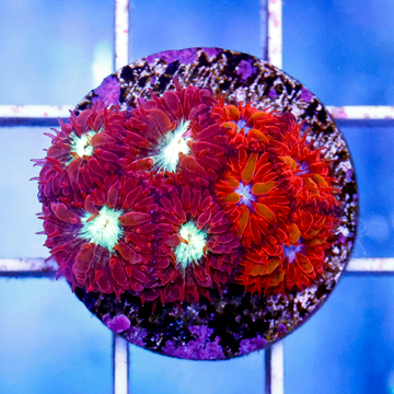 USA Cultured Blastomussa Merletti Coral