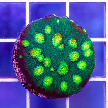 USA Cultured Cyphastrea Coral