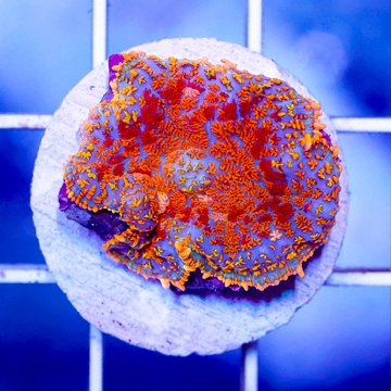 USA Cultured Rhodactis Mushroom Coral