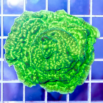 USA Cultured Leptoseris Coral