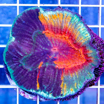 Scolymia Coral Australia