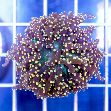 USA Cultured Frogspawn Coral
