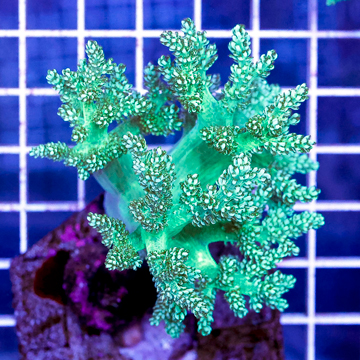 Pineapple Tree Coral Indonesia