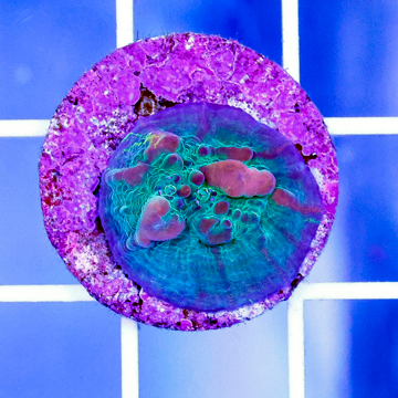 USA Cultured Bounce Chalice Coral