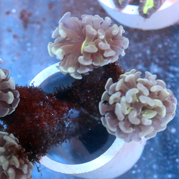 Branching Hammer Coral Fiji