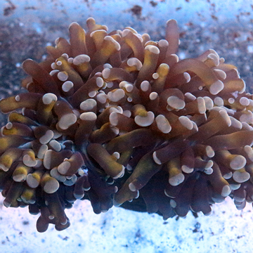 Hammer Coral Solomon