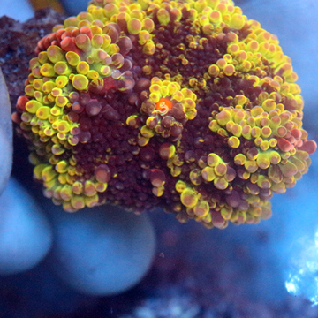 Rainbow Ricordea Mushroom Coral