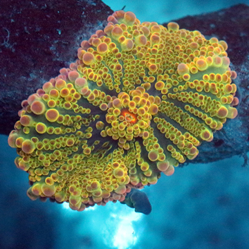 Rainbow Ricordea Mushroom Coral