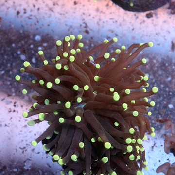 Torch Coral