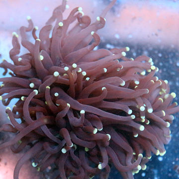 Torch Coral