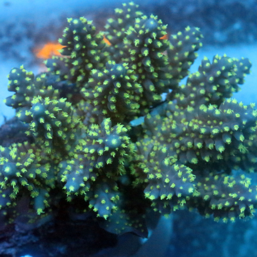 Acropora Coral Fiji
