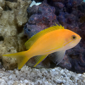 Squareback Anthias Female