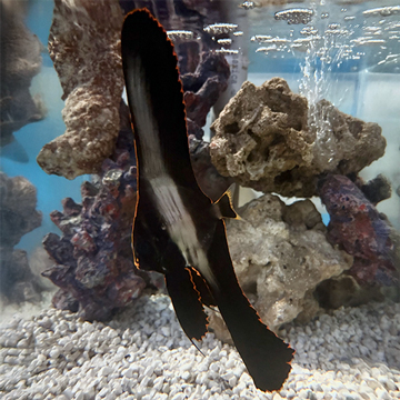 Pinnatus Batfish EXPERT ONLY