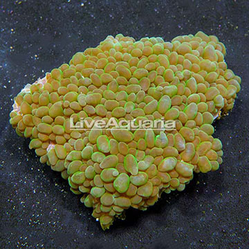 Aussie Pearl Bubble Coral