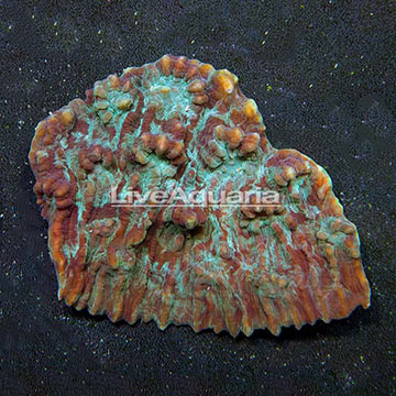 Aussie Chalice Coral