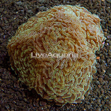 Aussie Hammer Coral