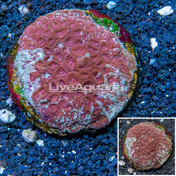 Dipsastrea Brain Coral Indonesia