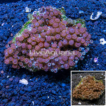 Zoanthus Coral Vietnam