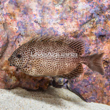 Brown Spotted Spinefoot [Blemish]