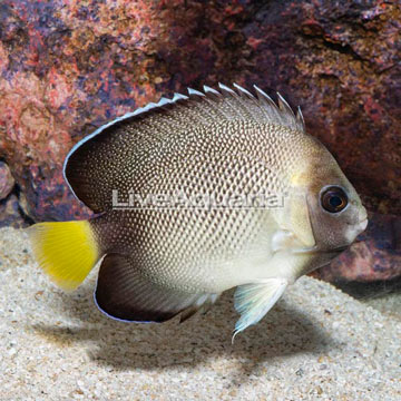 Cream Angelfish 